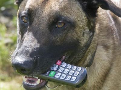 Lakukan Panggilan Darurat, Anjing Ini Buat Panik Kepolisian!